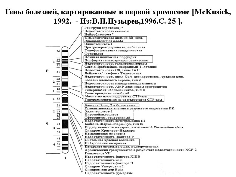 Гены болезней, картированные в первой хромосоме [McKusick, 1992.  - Из:В.П.Пузырев,1996.С. 25 ].